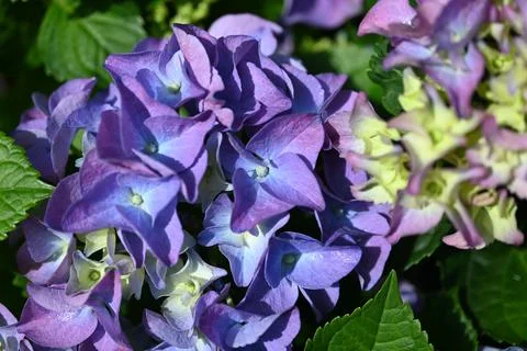 Hydrangea flower Foto stock