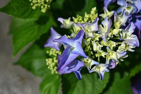 Hydrangea flower Foto stock