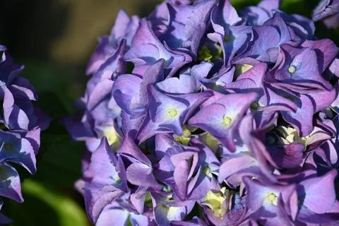 Hydrangea flower Foto stock