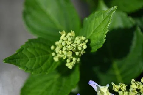 Hydrangea flower Foto stock