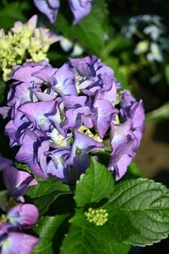 Hydrangea flower Stock Photos