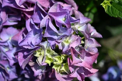 Hydrangea flower Foto stock