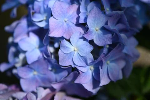 Hydrangea flower Foto stock