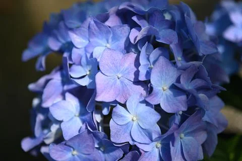 Hydrangea flower Foto stock