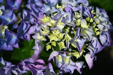 Hydrangea flower Foto stock