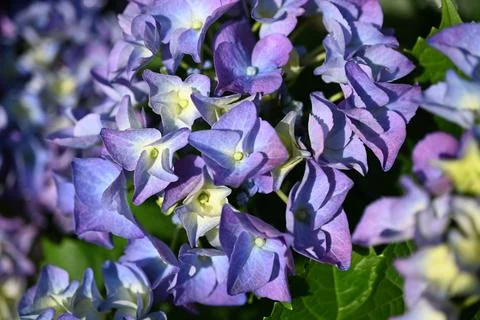 Hydrangea flower 写真素材