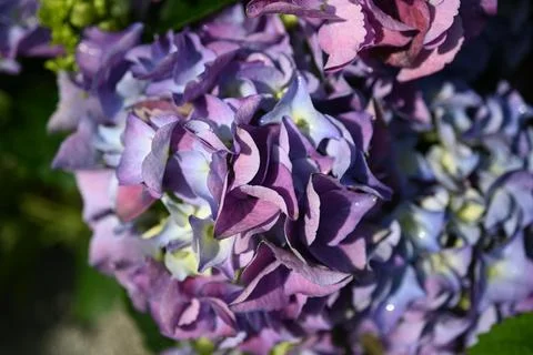 Hydrangea flower Foto stock