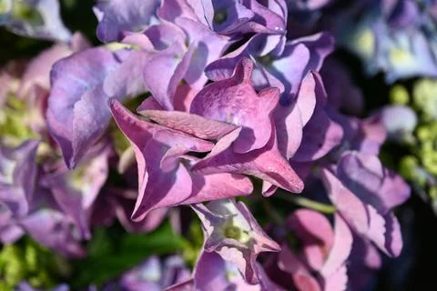 Hydrangea flower Stock Photos