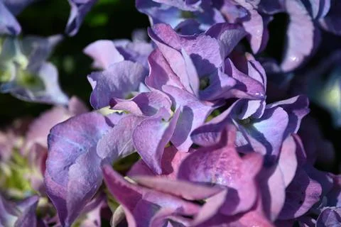 Hydrangea flower Foto stock