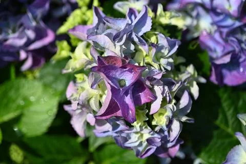 Hydrangea flower Foto stock