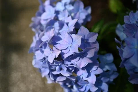 Hydrangea flower Foto stock