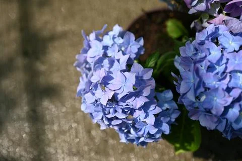 Hydrangea flower 写真素材