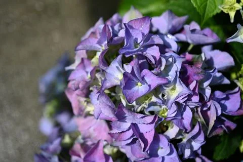 Hydrangea flower Foto stock