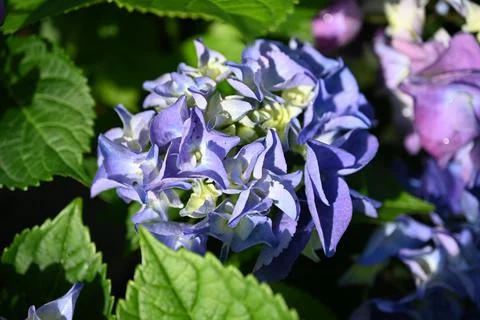 Hydrangea flower Foto stock