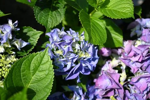 Hydrangea flower 写真素材