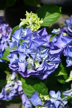 Hydrangea flower Foto stock