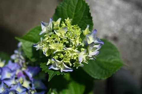 Hydrangea flower Foto stock