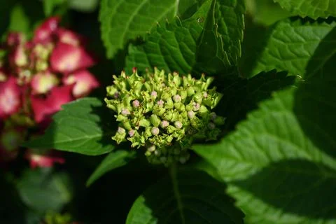 Hydrangea flower Foto stock