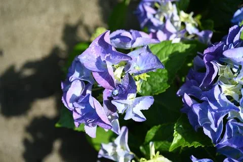 Hydrangea flower Foto stock
