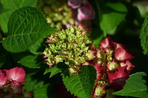 Hydrangea flower Stock Photos