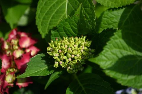 Hydrangea flower Stock Photos