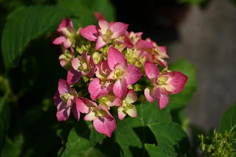 Hydrangea flower Foto stock