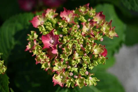 Hydrangea flower Foto stock