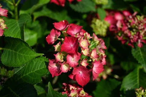 Hydrangea flower 스톡 사진