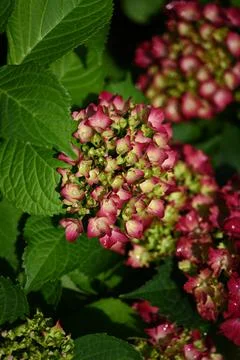 Hydrangea flower Stock Photos