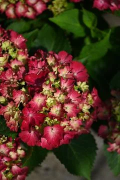 Hydrangea flower Foto stock