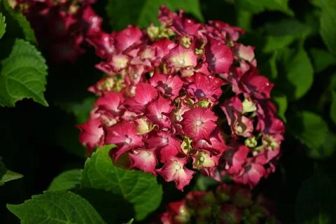 Hydrangea flower Foto stock