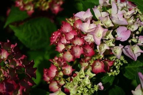 Hydrangea flower Stock Photos