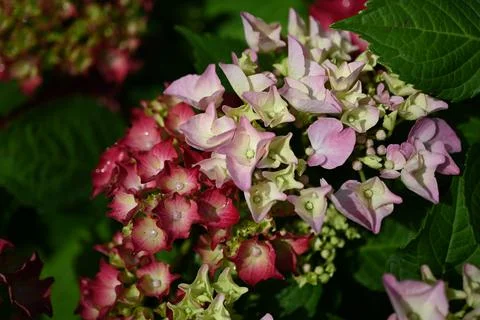 Hydrangea flower 스톡 사진