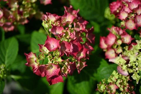 Hydrangea flower Foto stock