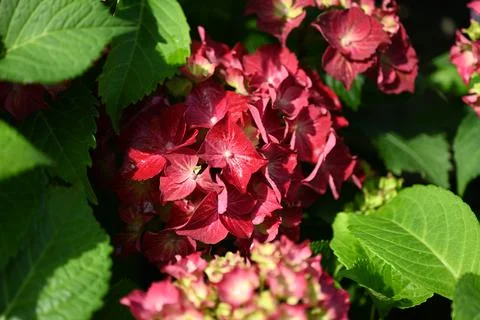 Hydrangea flower Foto stock