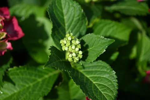 Hydrangea flower Stock Photos