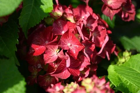 Hydrangea flower 스톡 사진