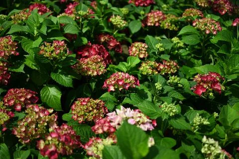 Hydrangea flower 写真素材