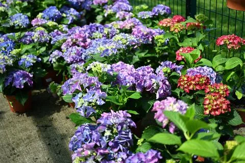 Hydrangea flower Stock Photos