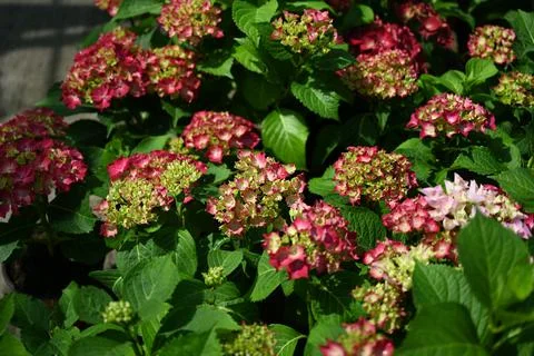 Hydrangea flower Foto stock