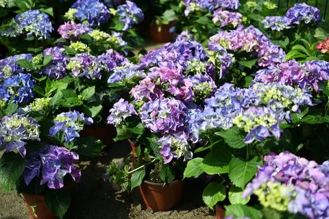Hydrangea flower Foto stock