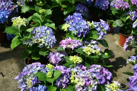 Hydrangea flower 写真素材