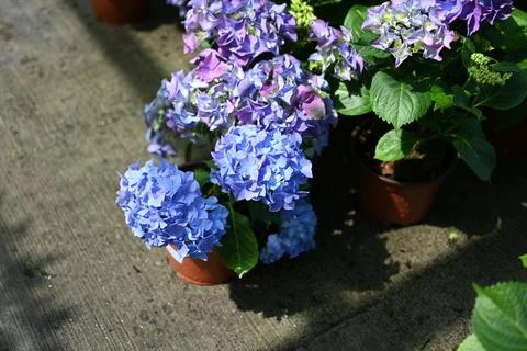 Hydrangea flower Stock Photos