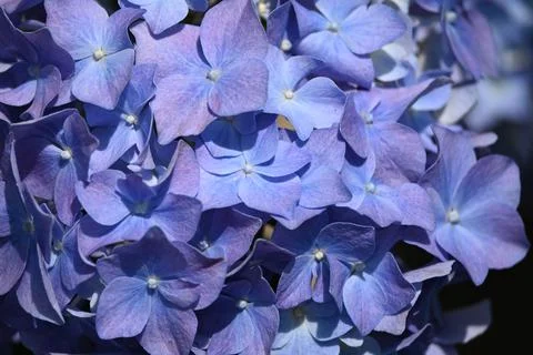 Hydrangea flower Foto stock