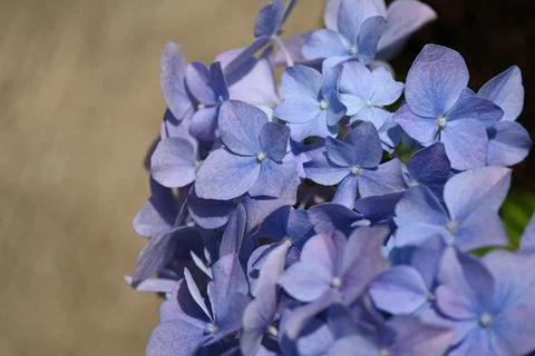Hydrangea flower Foto stock