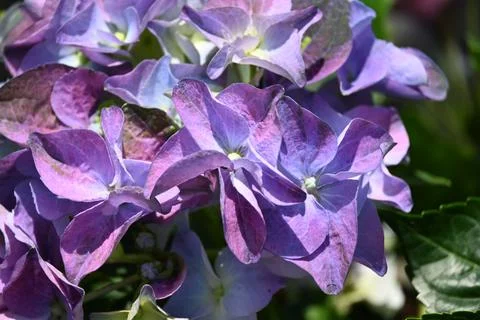 Hydrangea flower 스톡 사진
