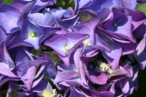 Hydrangea flower Stock Photos