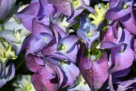 Hydrangea flower Stock Photos