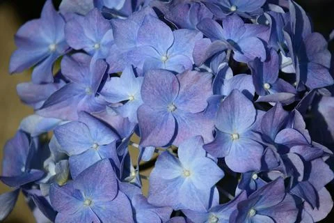 Hydrangea flower Stock Photos