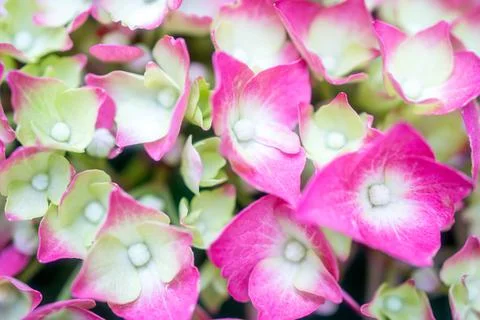 Hydrangea flower Stock Photos